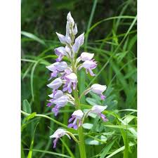 Attēlu rezultāti vaicājumam “Orchis militaris leaf”