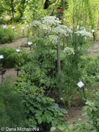 Attēlu rezultāti vaicājumam “Laserpitium latifolium”