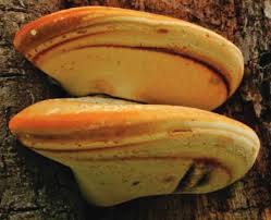 Attēlu rezultāti vaicājumam “Buglossoporus quercinus”