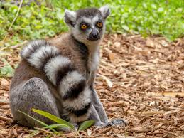 lemur ile ilgili görsel sonucu