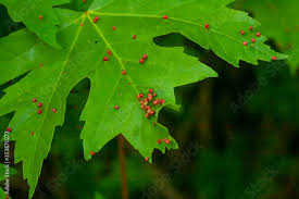 Attēlu rezultāti vaicājumam “Vasates quadripedes”