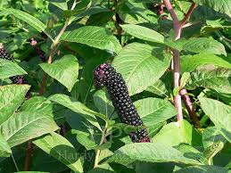 Attēlu rezultāti vaicājumam “Phytolaccaceae”