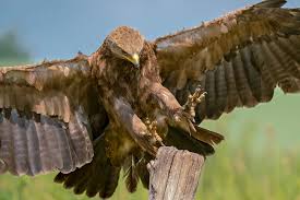 Attēlu rezultāti vaicājumam “Aquila pomarina adult”