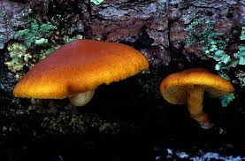 Attēlu rezultāti vaicājumam “Gymnopilus sapineus”