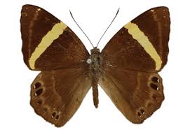 Attēlu rezultāti vaicājumam “Riodinidae”