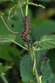 Attēlu rezultāti vaicājumam “Araschnia levana larva”