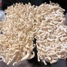 Attēlu rezultāti vaicājumam “Cordyceps militaris”