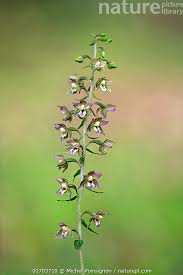 Attēlu rezultāti vaicājumam “Epipactis helleborine flower”