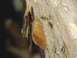 Attēlu rezultāti vaicājumam “Drepanepteryx phalaenoides”