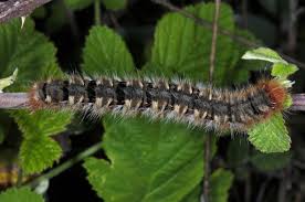 Attēlu rezultāti vaicājumam “Lasiocampa quercus larva”