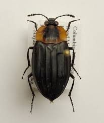 Attēlu rezultāti vaicājumam “Phosphuga atrata”