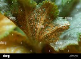 Attēlu rezultāti vaicājumam “Trachyspora intrusa”