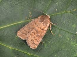 Attēlu rezultāti vaicājumam “Hoplodrina octogenaria”