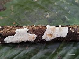 Attēlu rezultāti vaicājumam “Perenniporia subacida”