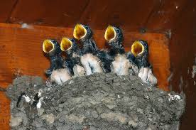 Attēlu rezultāti vaicājumam “Hirundo rustica nest”