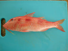 Image result for Pseudupeneus maculatus