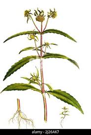 Attēlu rezultāti vaicājumam “Bidens cernua”