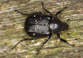 Attēlu rezultāti vaicājumam “Gnorimus variabilis”