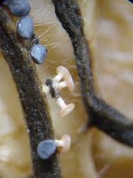 Attēlu rezultāti vaicājumam “Diderma hemisphaericum”