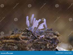 Attēlu rezultāti vaicājumam “Stemonitopsis typhina”