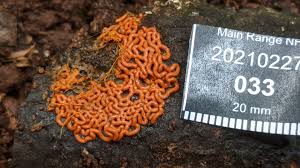 Attēlu rezultāti vaicājumam “Willkommlangea reticulata young”