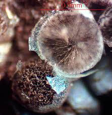 Attēlu rezultāti vaicājumam “Lamproderma nigrescens macro”