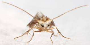 Attēlu rezultāti vaicājumam “Bucculatrix rhamniella”