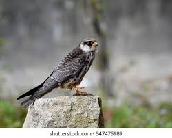 Image result for Falco amurensis