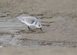 Attēlu rezultāti vaicājumam “Calidris alba adult”