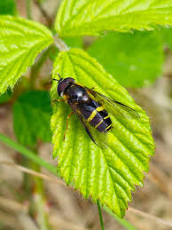 Attēlu rezultāti vaicājumam “Dasysyrphus tricinctus”