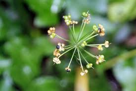 Attēlu rezultāti vaicājumam “Allium ursinum fruit”