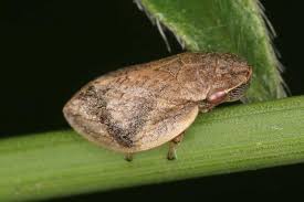 Attēlu rezultāti vaicājumam “Lepyronia coleoptrata”