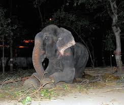 Image result for sad elephant