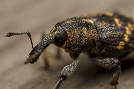 Attēlu rezultāti vaicājumam “Hylobius abietis”