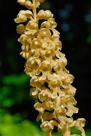 Attēlu rezultāti vaicājumam “Neottia nidus-avis flower”