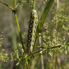 Attēlu rezultāti vaicājumam “Hyles gallii imago”