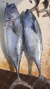 Image result for Euthynnus affinis