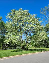 Attēlu rezultāti vaicājumam “Robinia pseudoacacia flower”