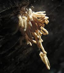 Attēlu rezultāti vaicājumam “Heterotrichia obvelata (syn. Arcyria obvelata)”