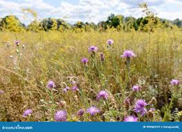 Attēlu rezultāti vaicājumam “Centaurea scabiosa bud”