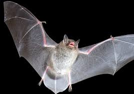 Attēlu rezultāti vaicājumam “Myotis daubentonii”