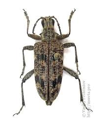 Attēlu rezultāti vaicājumam “Rhagium inquisitor”