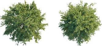 Attēlu rezultāti vaicājumam “Ulmus minor”