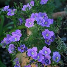 Image result for Nierembergia