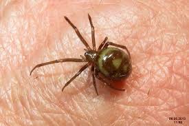Attēlu rezultāti vaicājumam “Steatoda grossa”