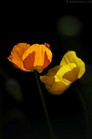 Image result for Scheinmohn