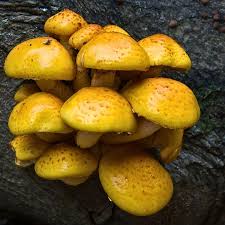 Attēlu rezultāti vaicājumam “Pholiota aurivella”