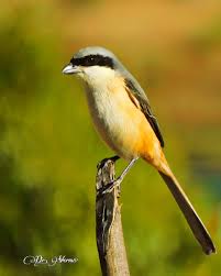 Attēlu rezultāti vaicājumam “Laniidae”