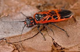 Attēlu rezultāti vaicājumam “Pamphiliidae”