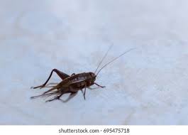 Attēlu rezultāti vaicājumam “Gryllus domesticus”